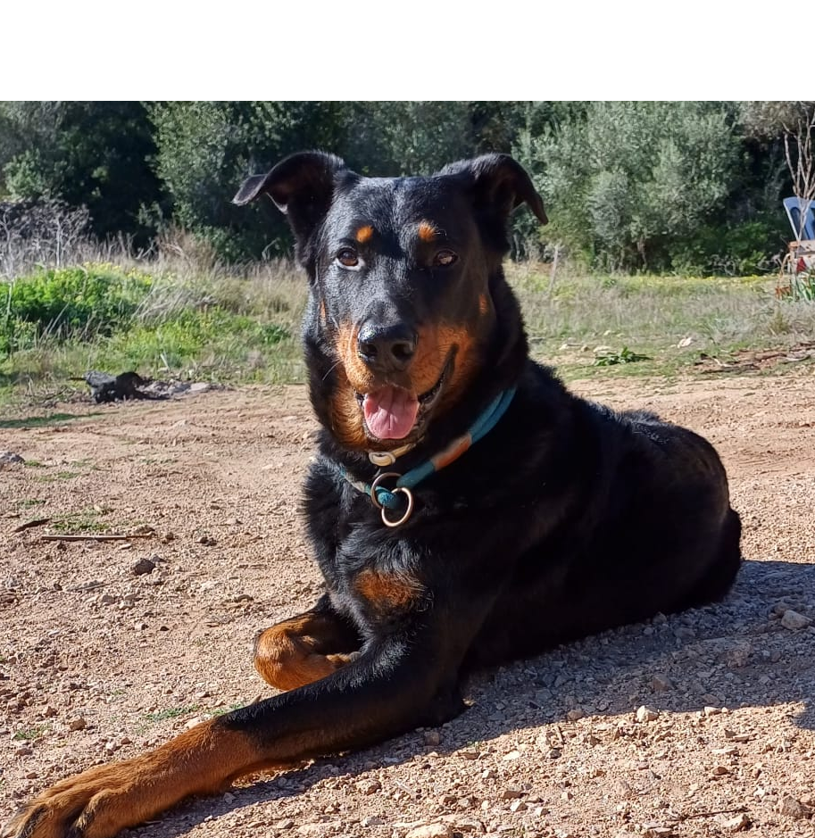 django