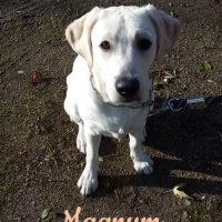 Magnum