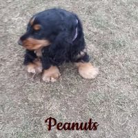Peanuts