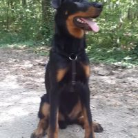 Django