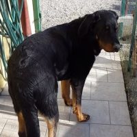malko